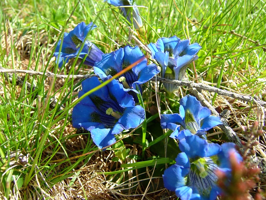 immagini/galleria natura/gentiana kochiana 039 - Rifugio Costapiana - Valle di Cadore